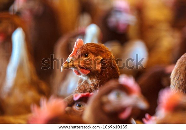 Chicken road spel, chicken road gokspel Chicken road spel, chicken road gokspel
